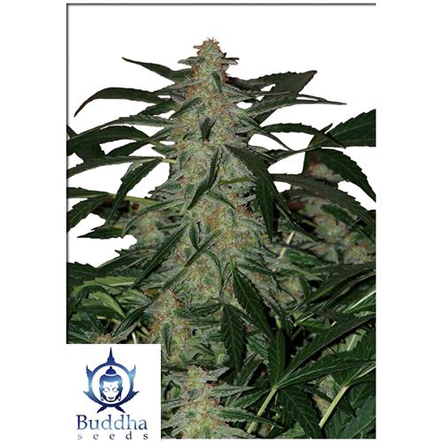 BUDDHA SEEDS - DEIMOS AUTO - 10 SEMI - BLISTER 10 SEEDS
