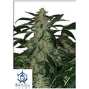 BUDDHA SEEDS - DEIMOS AUTO - 5 SEEDS