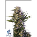 BUDDHA SEEDS - KRAKEN FEMINIZED - BLISTER 10 SEEDS