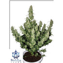 BUDDHA SEEDS - MAGNUM AUTO - 3 SEEDS