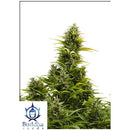 BUDDHA SEEDS - MEDIKIT AUTO - 3 SEEDS