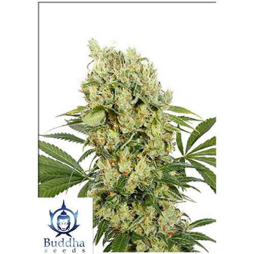 BUDDHA SEEDS - MEDIKIT FEMINIZED - BLISTER 10 SEEDS