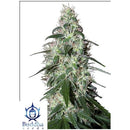 BUDDHA SEEDS - PULSAR FEMINISED - 3 SEEDS