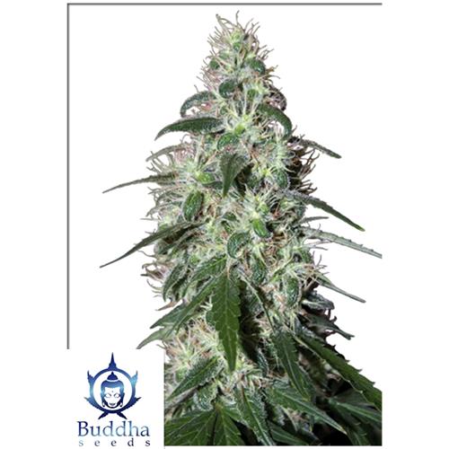 BUDDHA SEEDS - PULSAR FEMINISED - 3 SEEDS