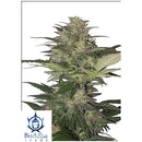 BUDDHA SEEDS - RED DWARF AUTO - BLISTER 10 SEEDS - REGULAR