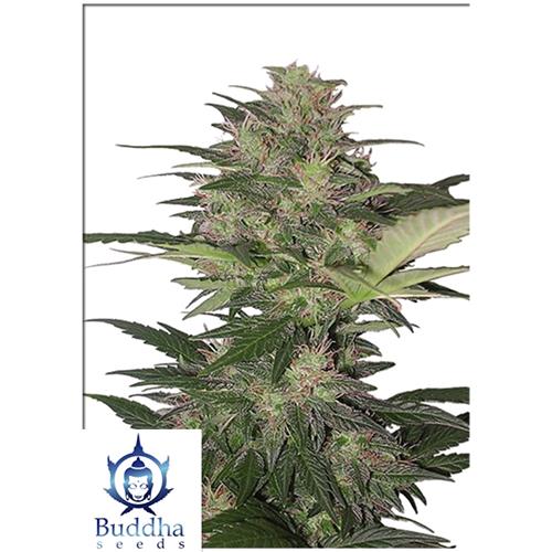 BUDDHA SEEDS - RED DWARF AUTO - 3 SEEDS