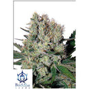 BUDDHA SEEDS - SYRUP AUTO - 3 SEEDS