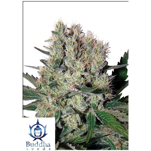 BUDDHA SEEDS - SYRUP AUTO - 3 SEEDS