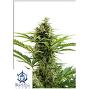 BUDDHA SEEDS - VESTA AUTO 10 SEEDS