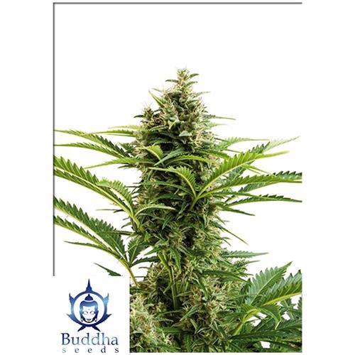 BUDDHA SEEDS - VESTA AUTO 10 SEEDS