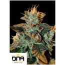 DNA GENETICS - CATARACT KUSH FEM - 10 SEEDS