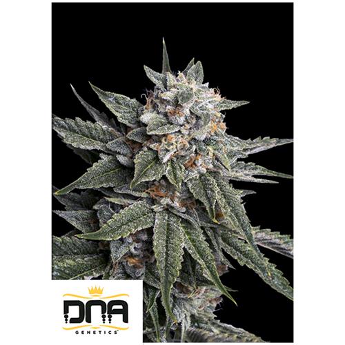 DNA GENETICS - HOLY GRAIL KUSH FEM - 5 SEEDS