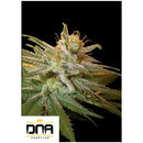 DNA GENETICS - KUSHBERRY FEM - 3 SEEDS
