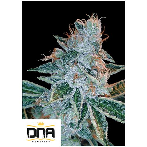 DNA GENETICS - LEMON OG KUSH FEM - 6 SEEDS