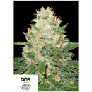 DNA GENETICS - ROCKLOCK FEM - 3 SEEDS