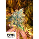 DNA GENETICS - SOUR SECRET FEM - 5 SEEDS