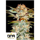 DNA GENETICS - STACKED KUSH FEM - 3 SEEDS