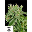 DNA GENETICS - BANANA SPLIT FEM - 6 SEEDS