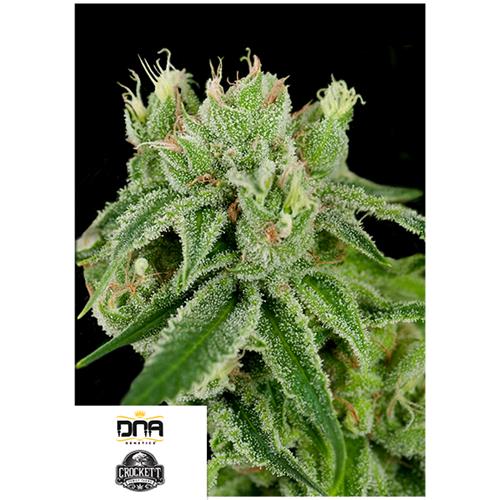 DNA GENETICS - BANANA SPLIT FEM - 6 SEEDS