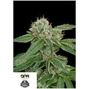 DNA GENETICS - CROCKETTS CONFIDENTIAL REG - 12 SEEDS