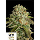 DNA GENETICS - KOSHER KUSH FEM - 10 SEEDS