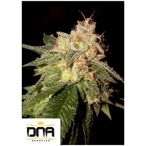 DNA GENETICS - OG KUSH FEM - 5 SEEDS