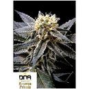 DNA GENETICS - STRAWBERRY BANANA FEM - 10 SEEDS