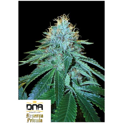 DNA GENETICS - THE OG #18 FEM - 10 SEEDS