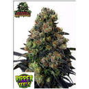 RIPPER SEEDS - ACID DOUGHT - 5 SEEDS