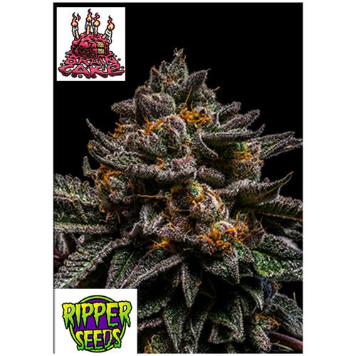 RIPPER SEEDS - BRAIN CAKE - 1 SEED