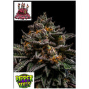 RIPPER SEEDS - BRAIN CAKE - 5 SEEDS