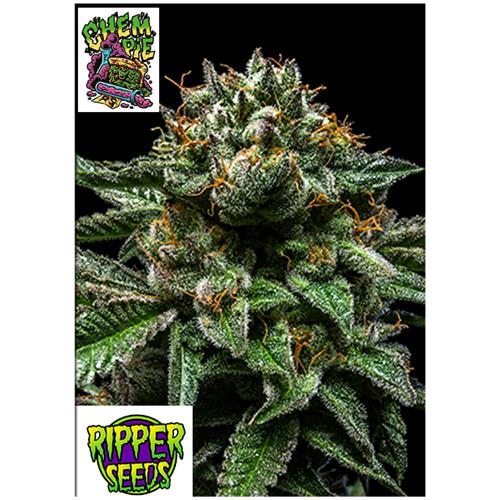 RIPPER SEEDS - CHEMPIE - 1 SEED