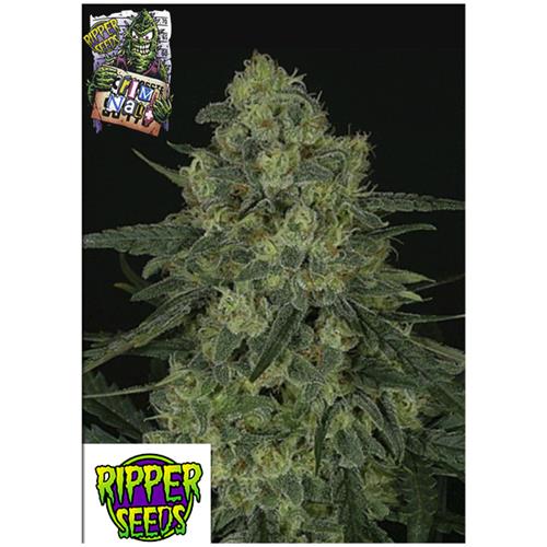 RIPPER SEEDS - CRIMINAL + - 5 SEEDS