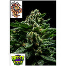 RIPPER SEEDS - DO-G - 3 SEEDS