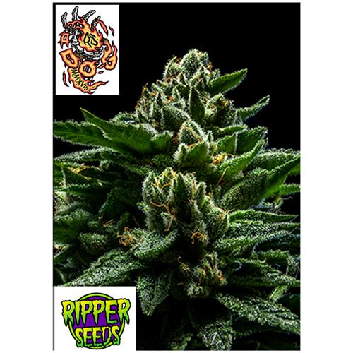 RIPPER SEEDS - DO-G - 1 SEED