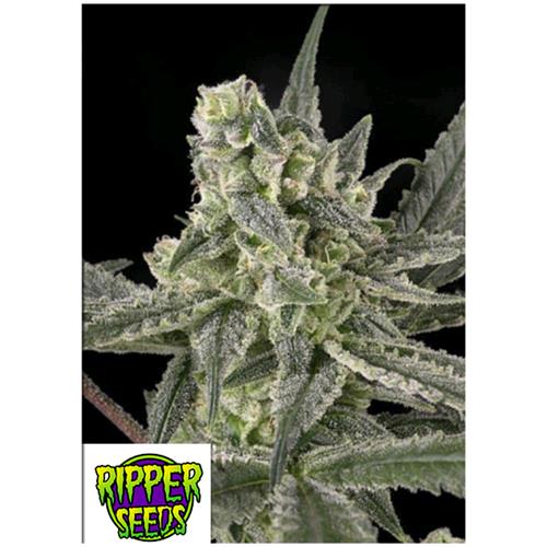 RIPPER SEEDS - OLD SCHOOL - 5 SEEDS