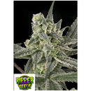 RIPPER SEEDS - OLD SCHOOL - 3 SEEDS