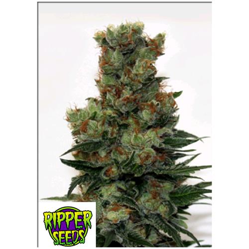 RIPPER SEEDS - RIPPER BADAZZ - 3 SEEDS