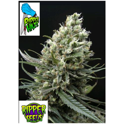 RIPPER SEEDS - RIPPER HAZE - 3 SEEDS