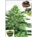 RIPPER SEEDS - SIDERAL - 3 SEEDS