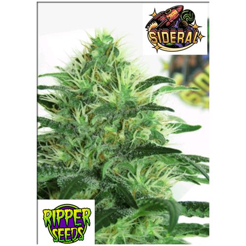 RIPPER SEEDS - SIDERAL - 1 SEED