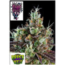 RIPPER SEEDS - SOUR RIPPER - 5 SEEDS