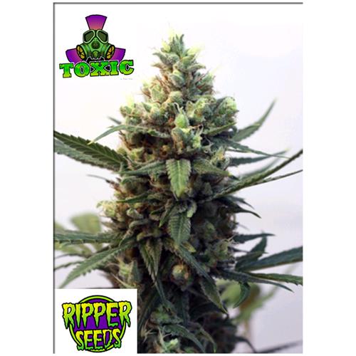 RIPPER SEEDS - TOXIC - 5 SEEDS