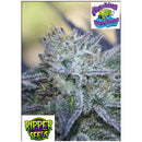 RIPPER SEEDS - WASHING MACHINE - 3 SEEDS