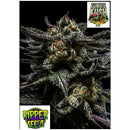 RIPPER SEEDS - ZOMBIE KUSH - 1 SEED