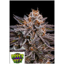 RIPPER SEEDS - OMG - 5 SEEDS