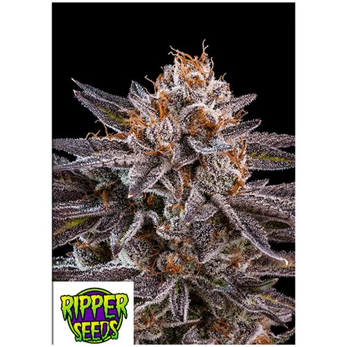 RIPPER SEEDS - OMG - 3 SEEDS