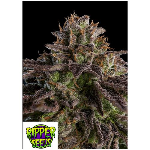 RIPPER SEEDS - KMINTZ - 3 SEEDS