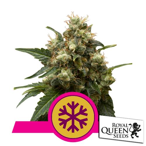 ROYAL QUEEN SEEDS - ICE FEM - 3 SEEDS