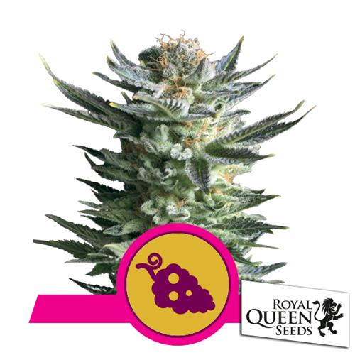 ROYAL QUEEN SEEDS - FRUIT SPIRIT FEM - 3 SEEDS